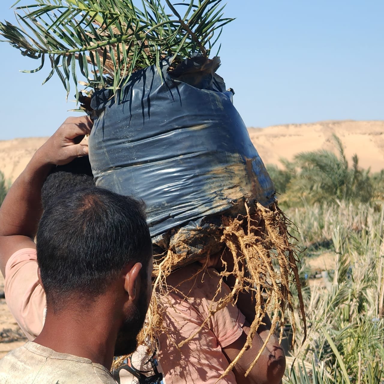 مشروع انتاج بنت جورة سيوي